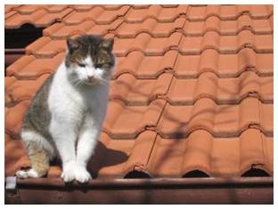 gato no telhado