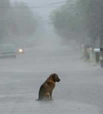 cao abandonado